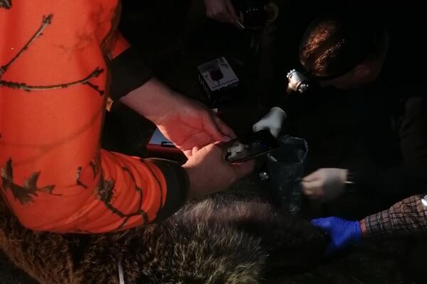 PRVI MEDVED MARKIRAN NA TERITORIJI ZLATIBORA: Zoranu sa Tare i Bori sa Jadovnika pridružila se ženka MILUNKA (FOTO)