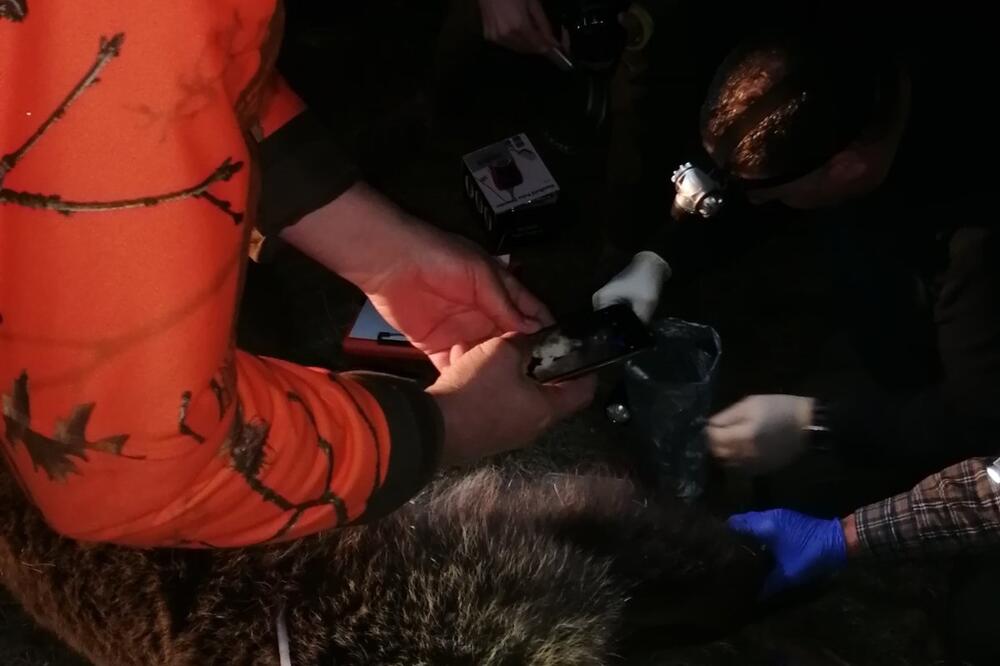 PRVI MEDVED MARKIRAN NA TERITORIJI ZLATIBORA: Zoranu sa Tare i Bori sa Jadovnika pridružila se ženka MILUNKA (FOTO)