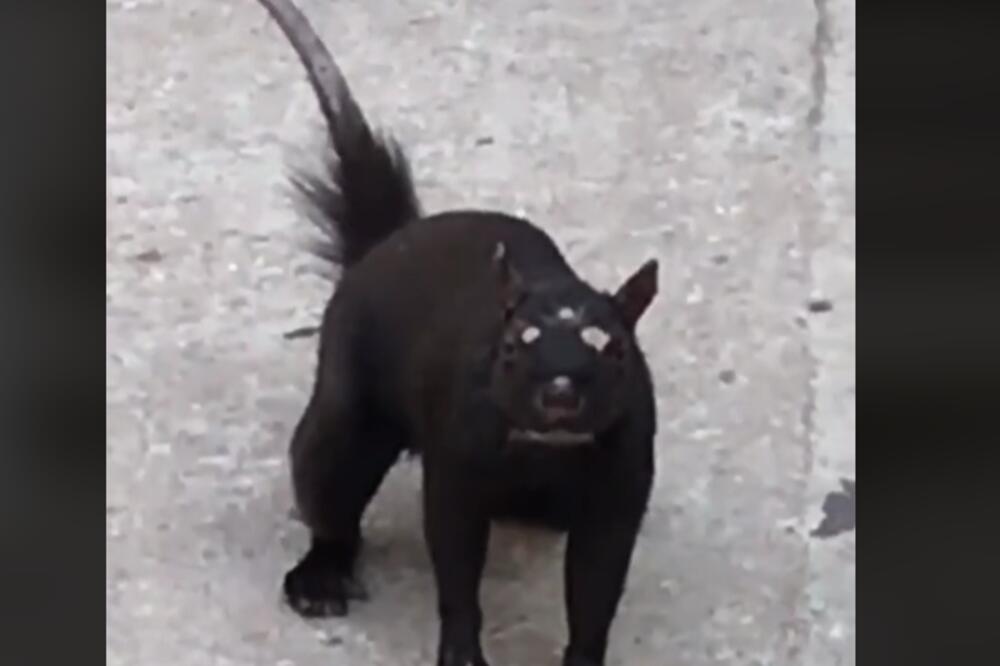 ŠTA JE OVO, LJUDI MOJI? Objavljen video na kome se pojavljuje ČUDNO biće, a niko ne zna o čemu se radi! (VIDEO)