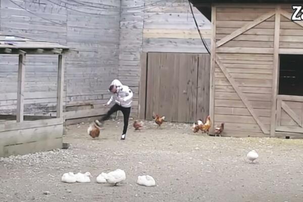 SKANDAL! NENAD ŠA BRUTALNO MALTRETIRAO KOKOŠKE U RIJALITIJU: Posle Zadruge može da bude UHAPŠEN zbog toga!?