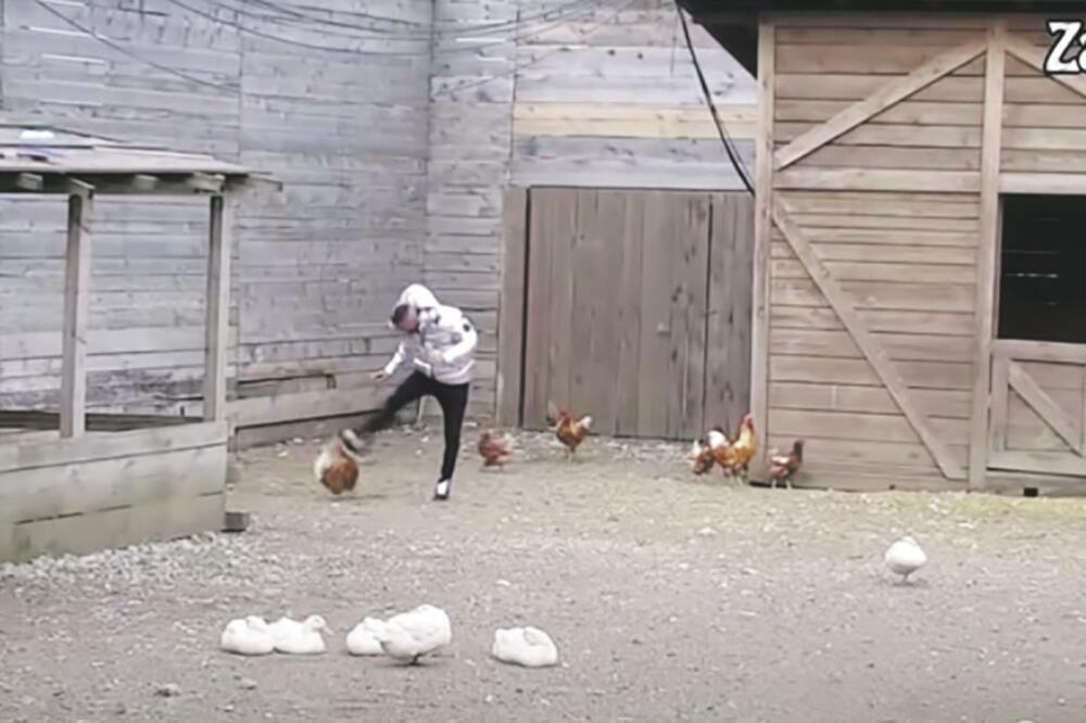 SKANDAL! NENAD ŠA BRUTALNO MALTRETIRAO KOKOŠKE U RIJALITIJU: Posle Zadruge može da bude UHAPŠEN zbog toga!?