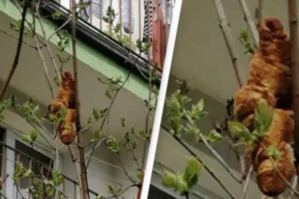 LJUDI U PANICI NISU SMELI DA OTVORE PROZORE: Nakon otkrića šta se NAŠLO NA DRVETU SLATKO SE NASMEJALI! (FOTO)