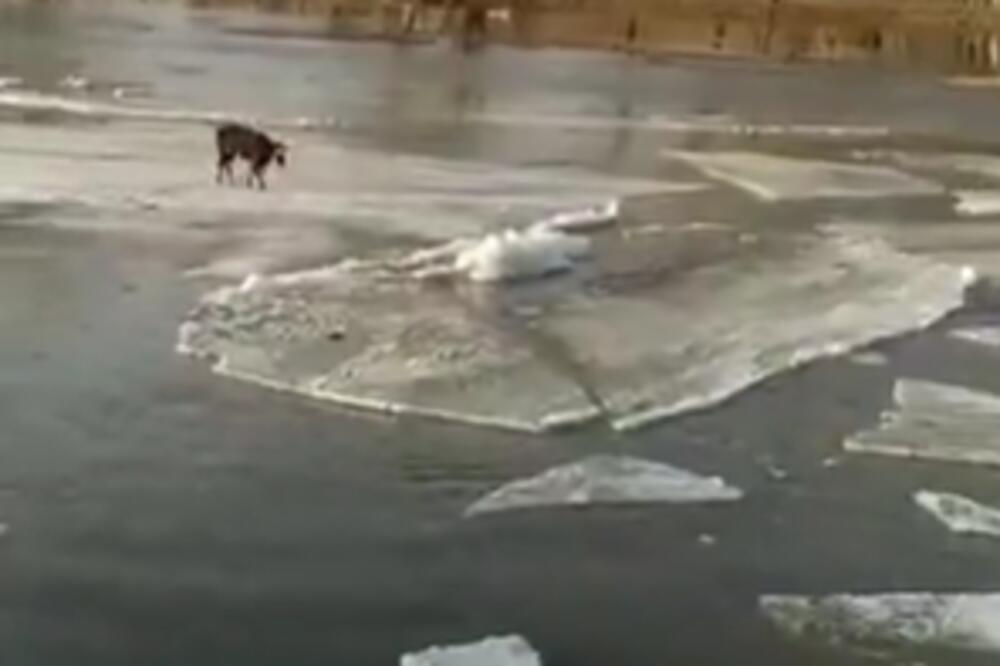 SNIMLJENA SUPERKRAVA! Stvarno, neverovatno šta je uradila! (VIDEO)