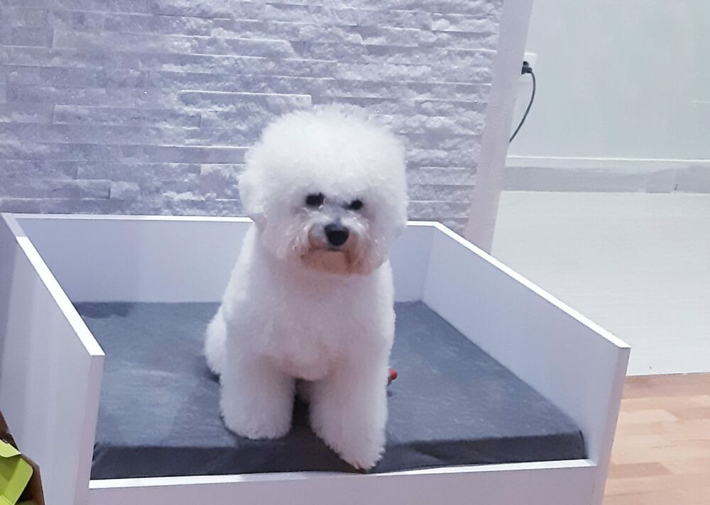 David Radosavljević