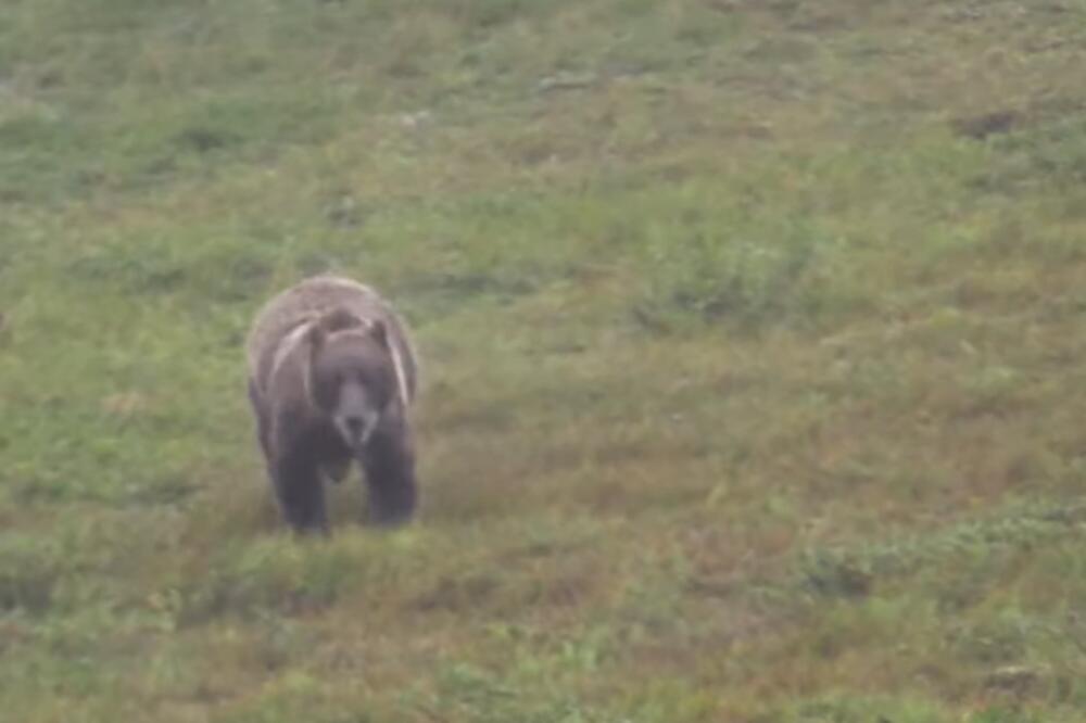 MEŠTANIMA TRNOVOG LAZA STIGAO NENADANI POSETILAC! Medved tokom noći uništio 50 košnica pčela!