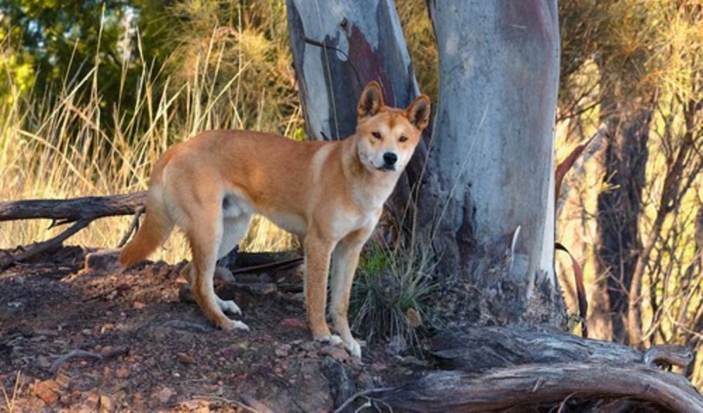 Dingo