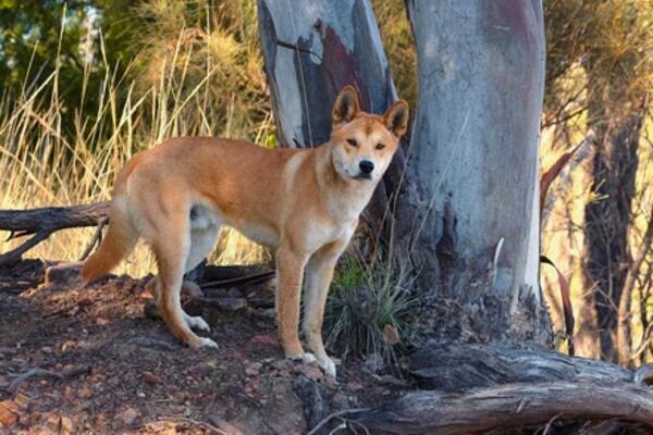 AUSTRALIJA: Postavlja se zaštitna ograda zbog napada dinga na DVOGODIŠNJE DETE