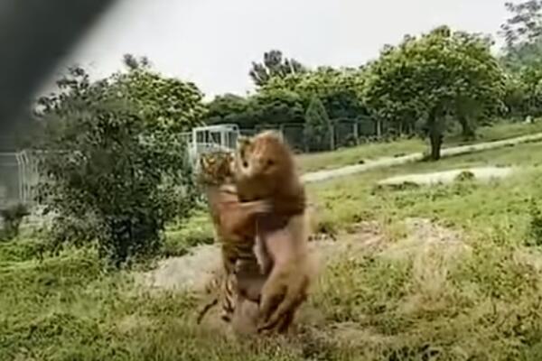 ČUVAR JE USNIMIO NAJBRUTALNIJI MOMENAT U ZOOLOŠKOM VRTU: Borba LAVA i TIGRA bila je jeziva! (VIDEO)