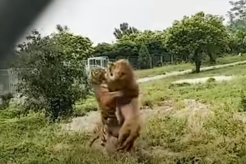 ČUVAR JE USNIMIO NAJBRUTALNIJI MOMENAT U ZOOLOŠKOM VRTU: Borba LAVA i TIGRA bila je jeziva! (VIDEO)