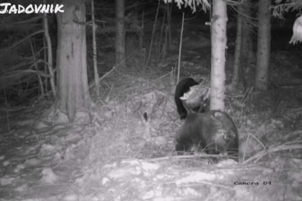 NEVEROVATNA IGRA NA PLANINI JADOVNIK: Medved Miloš na hranilište po prvi put došao sa partnerkom (FOTO)