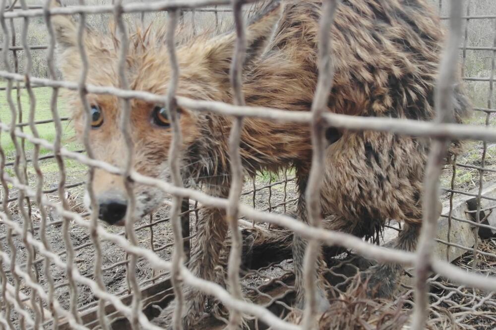 DOLIJALA LIJA! U selu kod Čačka udavila 40 PILIĆA, domaćin Petar se DANIMA BORIO PROTIV NJE (FOTO)