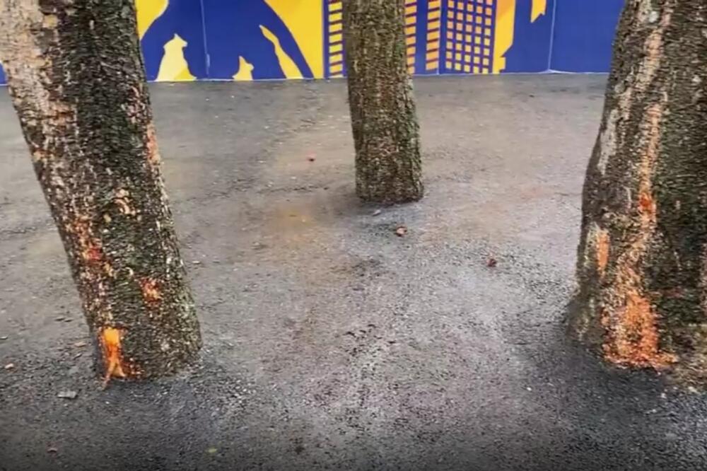 ČUDO NA MILJAKOVCU ISPRED SUPERMARKETA! Drveće betonirano, svi se pitaju kakvom geniju je to palo na pamet!