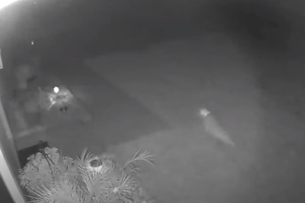 PARK IZ DOBA JURE! OBJAVILA SNIMAK NEOBIČNOG STVORENJA U SVOM DVORIŠTU: Žena uverena da je DINOSAURUS (VIDEO)