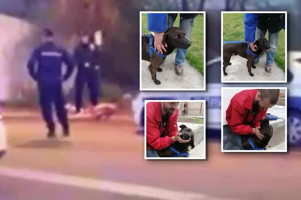 OVOG LEPOTANA JE JUČE MANIJAK POKUŠAO DA POJEDE! Pas je sada u SIGURNIM RUKAMA, čeka USVOJITELJA! (VIDEO)