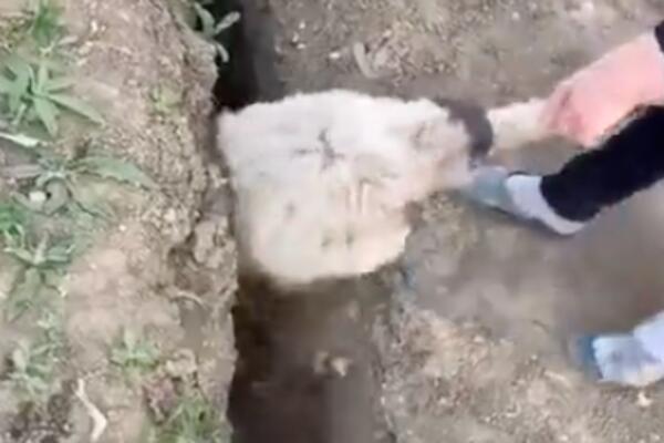 KAŽU DA JE OVO NAJSMEŠNIJI SNIMAK 2021. GODINE: Kad ga pogledate, ostaće vam samo da se SLOŽITE! (VIDEO)