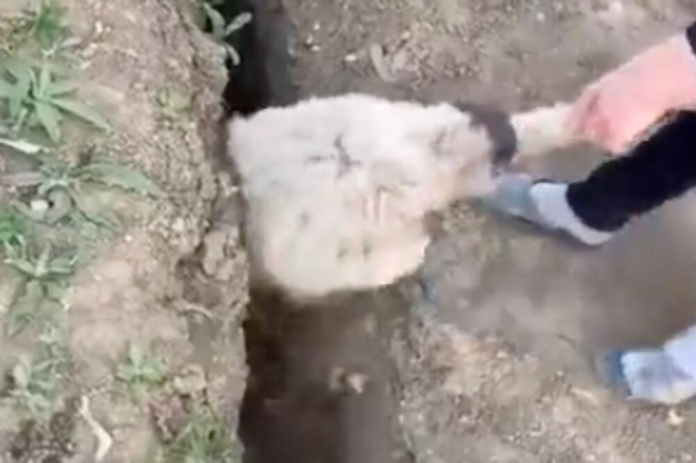 KAŽU DA JE OVO NAJSMEŠNIJI SNIMAK 2021. GODINE: Kad ga pogledate, ostaće vam samo da se SLOŽITE! (VIDEO)