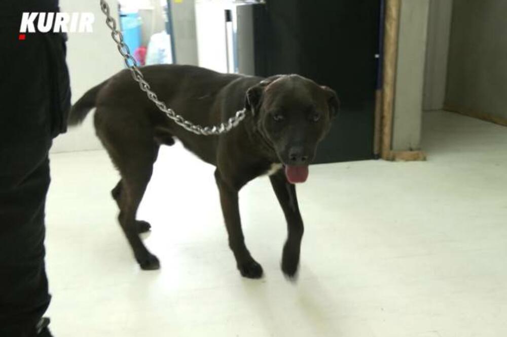 BIZARAN SLUČAJ U SURČINU POTRESAO SVE! Pogledajte kako izgleda ljudski ujed na telu psa (VIDEO)