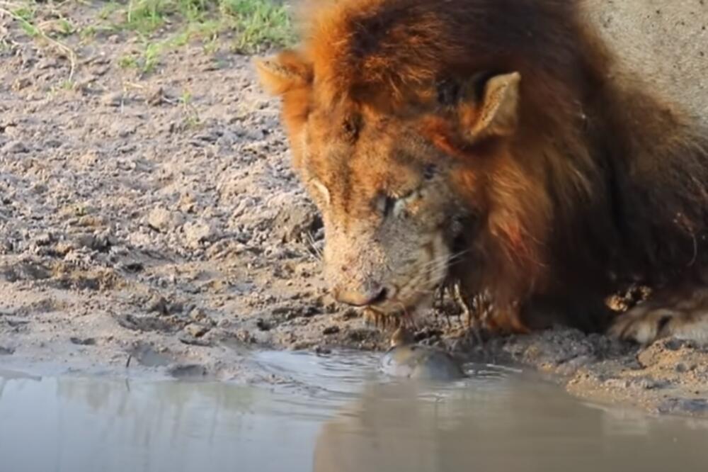 LICE U LICE! PAR LAVOVA SUOČEN ZA ZNATIŽELJNOM KORNJAČOM: Ni krvave njuške je nisu sprečile da ih OTERA (VIDEO)