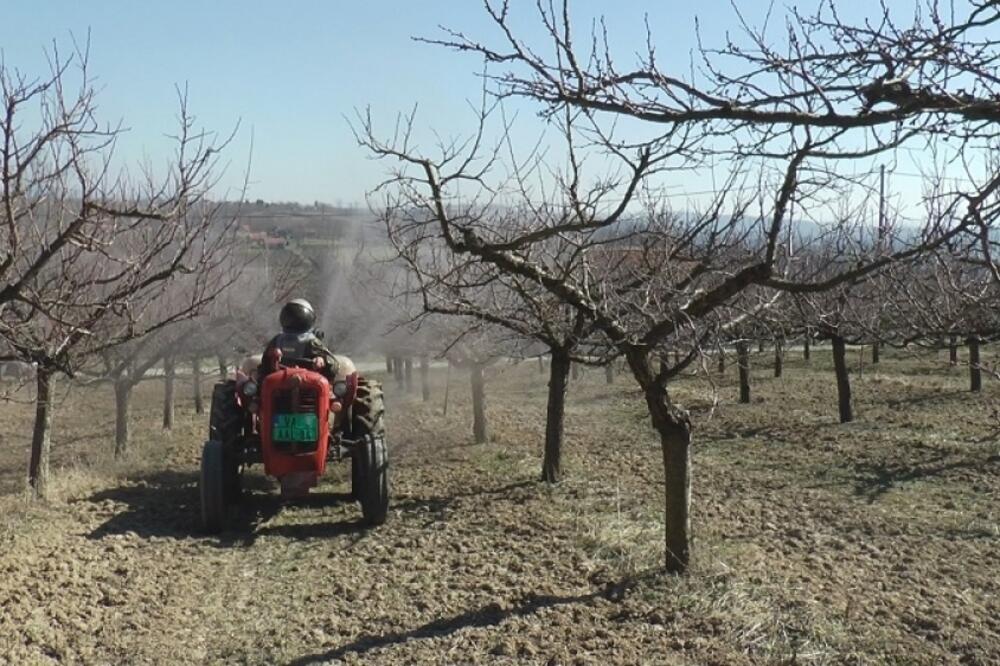 JEDNA SRPSKA VOĆKA je veliki hit na tržištu! OTKRIVAMO koliki su troškovi i DA LI SE ISPLATI ulagati u posao!
