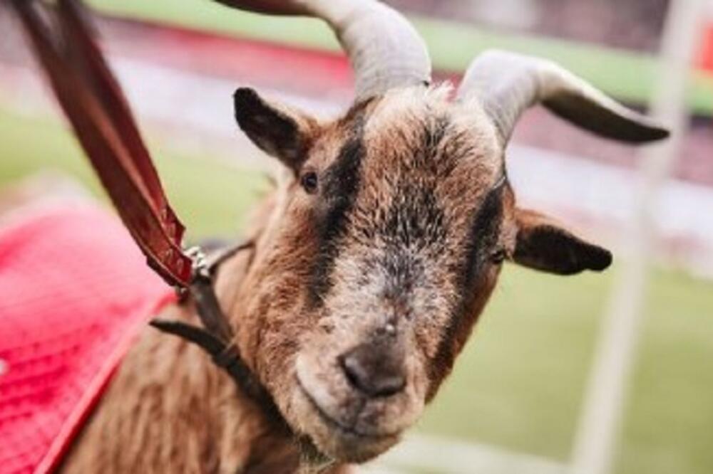 POZNATI JARAC, HENES SEDMI PREMINUO JE U 14. GODINI: Ceo Keln tuguje za svojom maskotom!