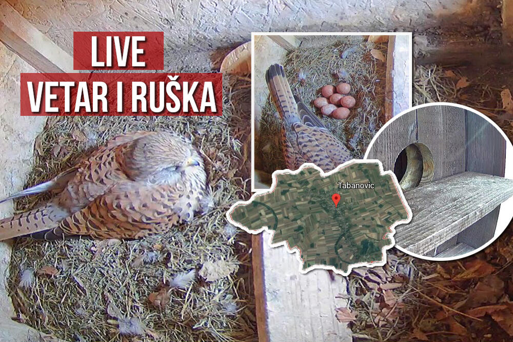 VETAR I RUŠKA PRIREĐUJU PTIČJI RIJALITI UŽIVO: Žive u selu Tabanović, možete ih gledati preko 2 kamere! (UŽIVO)