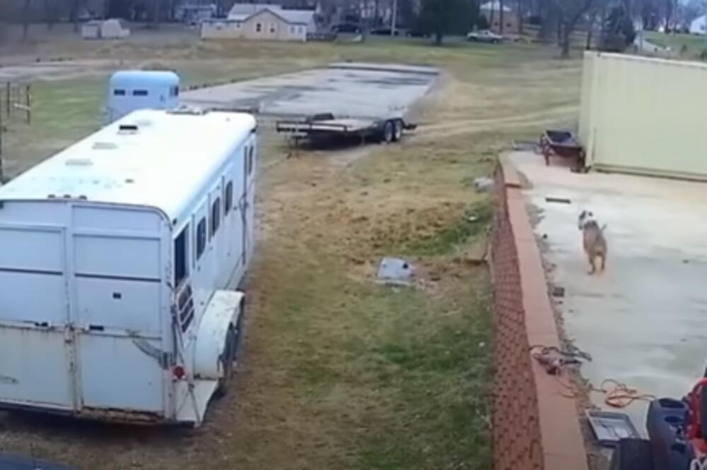 PITBUL JE NAPAO KONJA U PUNOJ SNAZI: Platio je VELIKU CENU (VIDEO)