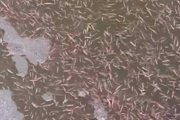 MORSKI CRVI KOJI VOLE DA GRIZU VIĐENI PORED OBALE: Preporučuju da se NE ULAZI U VODU (VIDEO)