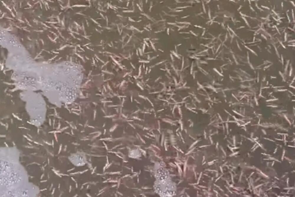 MORSKI CRVI KOJI VOLE DA GRIZU VIĐENI PORED OBALE: Preporučuju da se NE ULAZI U VODU (VIDEO)