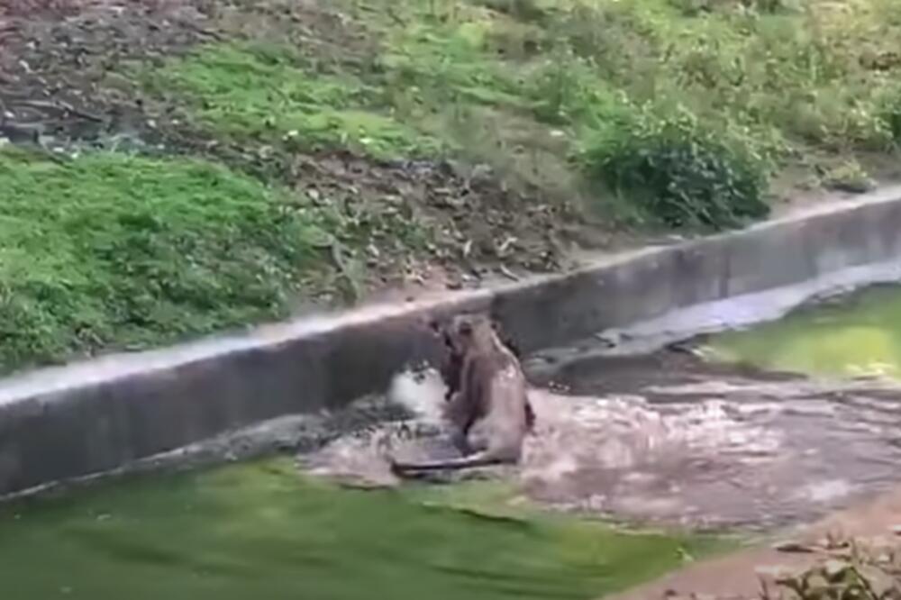 STRAHOTA U ZOO VRTU! Lav napao PAUNA, deca su vrištala (VIDEO)