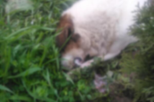 MONSTRUMI, ŠTA SU VAM JADNE ŽIVOTINJE SKRIVILE?! U Sokobanji OTROVANI PSI, UZNEMIRIJUĆE! (FOTO)