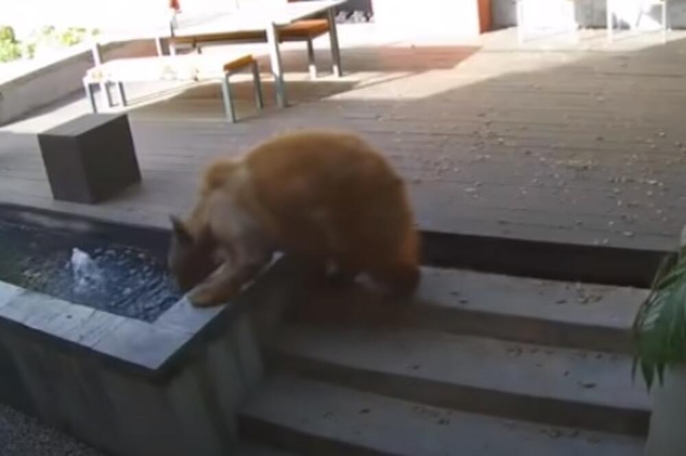 MEDVED UPAO U KUĆU, A ONDA SU GA ZASKOČILA DVA PSA: Zapanjujući snimak obišao svet! (VIDEO)