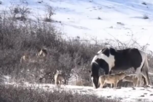 KONJ NAMAGARČIO ČOPOR VUKOVA! Imali su RUČAK na izvol'te, ali njegov POTEZ ih je potpuno ŠOKIRAO! (VIDEO)