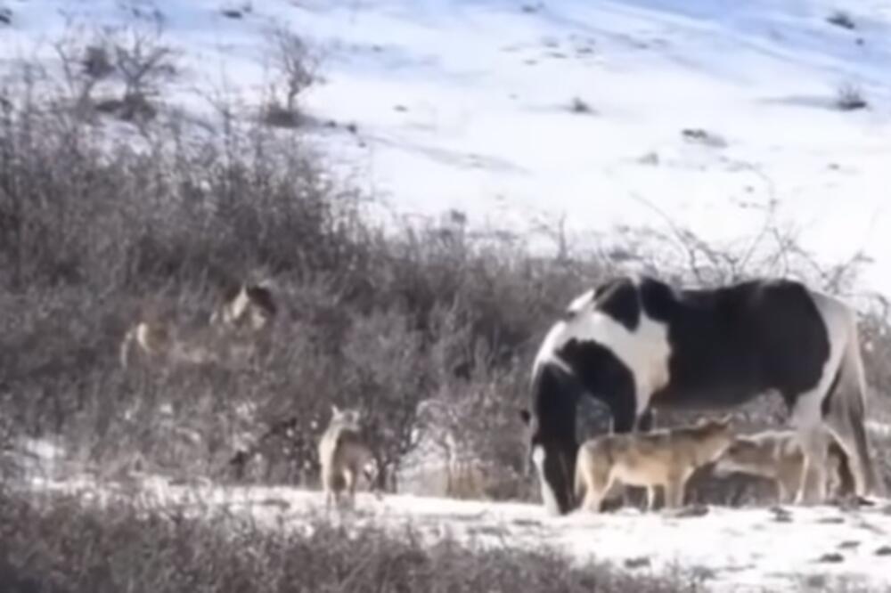 KONJ NAMAGARČIO ČOPOR VUKOVA! Imali su RUČAK na izvol'te, ali njegov POTEZ ih je potpuno ŠOKIRAO! (VIDEO)