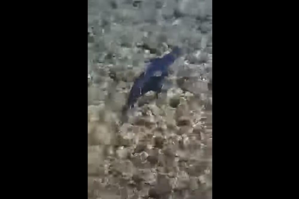 MODRULJ USNIMLJEN NA JADRANU: Primećen je kod Visa, veličine je 1.3 metra! (VIDEO)