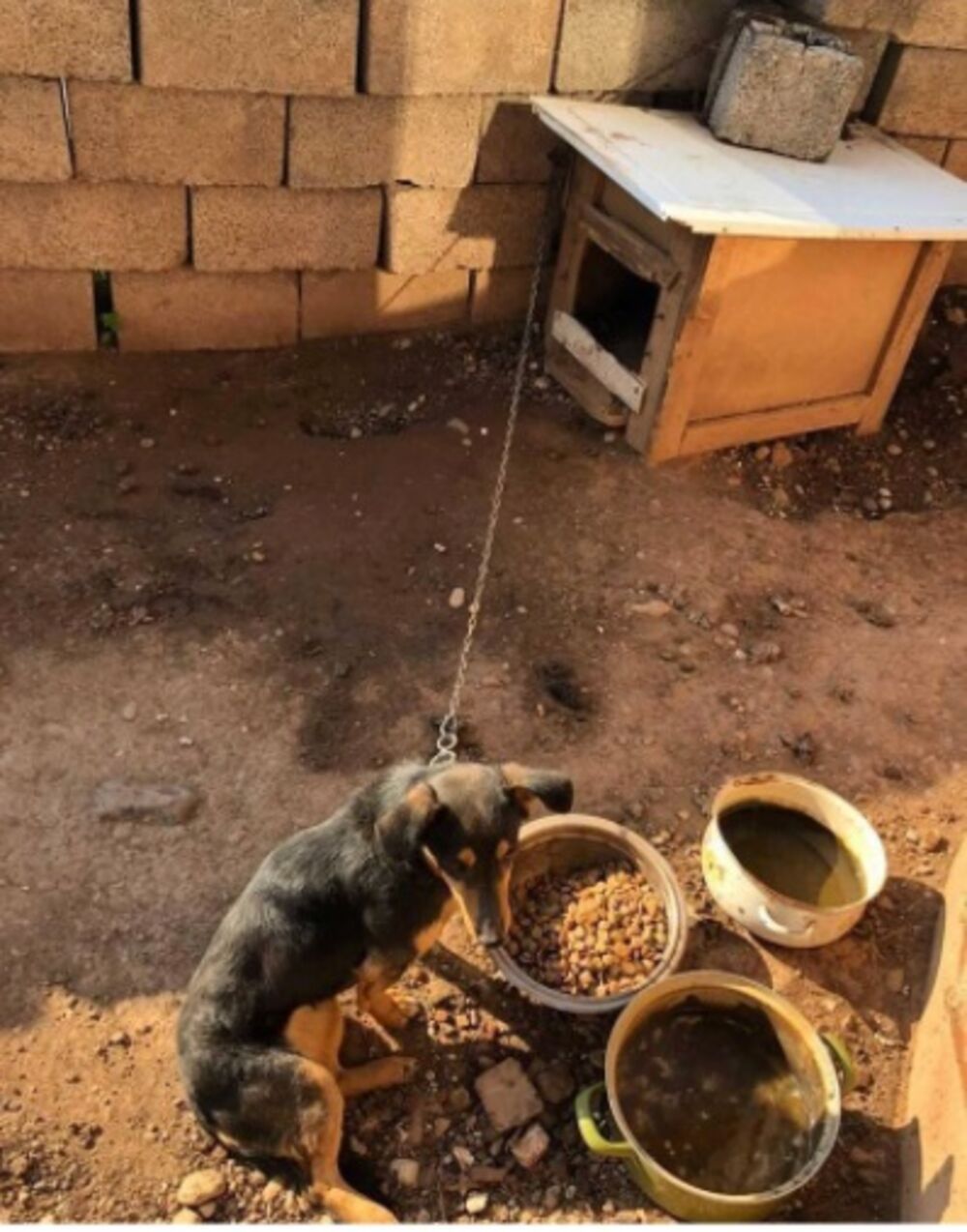 Pas, Nehumani uslovi