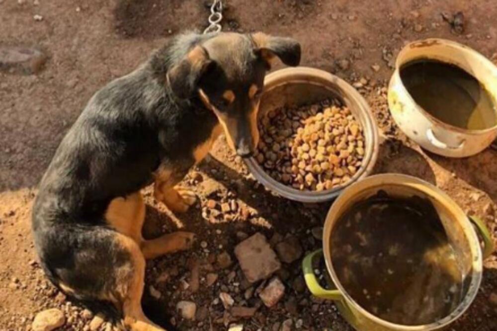 SRAMOTA! DRŽALI PSA NA KRATKOM LANCU, NIJE NI MOGAO DA PRIĐE DO ŠTROKAVIH ČINIJA: Pokret Levijatan reagovao (VIDEO)