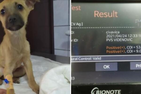 NELJUDI JE DRŽALI U SMEDEREVCU, A DANAS JE ČIVAVICA POZITIVNA NA PARVU I KORONU: Pomozimo joj da upozna SVET! FOTO