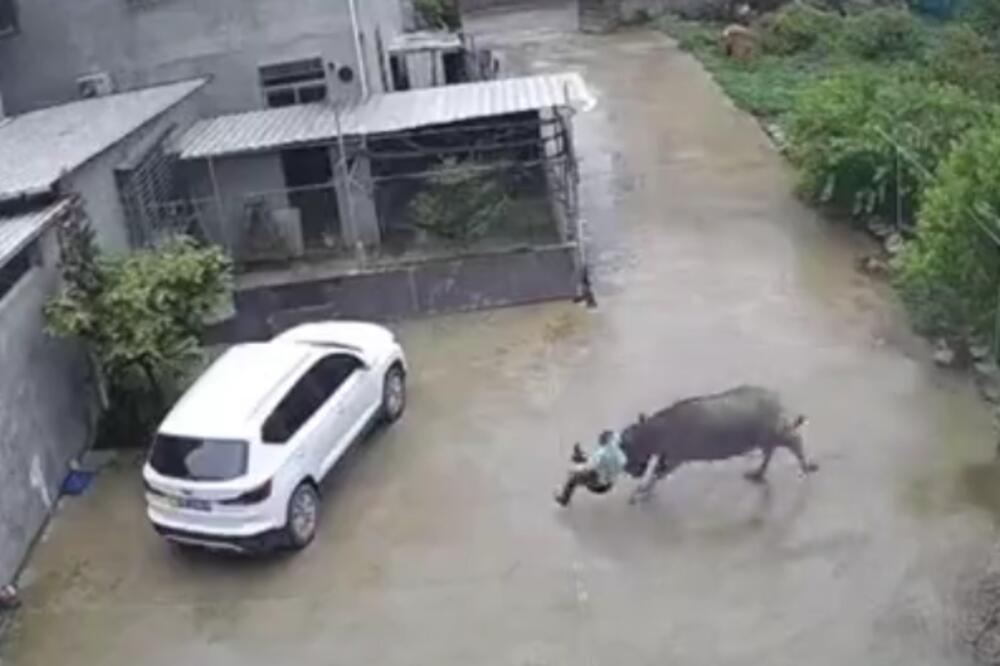 DŽINOVSKI BIVO JE NAPAO DEČAKA! Scene koje su snimljene su zaista ZASTRAŠUJUĆE (VIDEO)