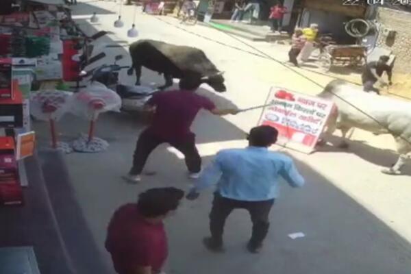 ČOVEKA KATAPULTIRAO BESNI CRNI BIK! Ali onda se pojavio BELI BIK, i tek tu je nastao opšti HAOS (VIDEO)