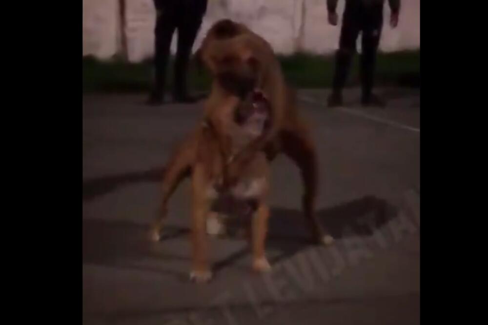 STRAŠAN SNIMAK IZ SRBIJE! Organizovali BRUTALNE BORBE PITBULOVA, slike su HOROR! (VIDEO)