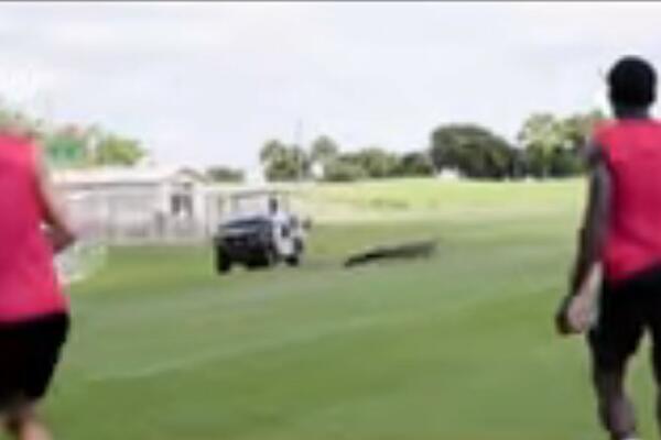 NEVEROVATNE SCENE NA TRENINGU FUDBALERA: Ušetao se jeziv gost - ALIGATOR, a igrači se uhvatili u beg! (Video)