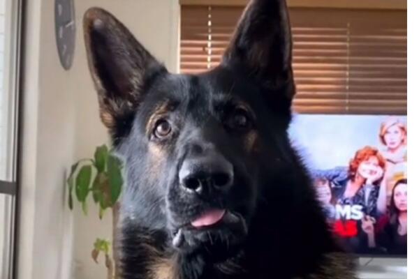 JEDNOM POLICIJSKI PAS, UVEK POLICIJSKI PAS: Pogledajte kakva je bila njegova REAKCIJA na reč KOKAIN (VIDEO)