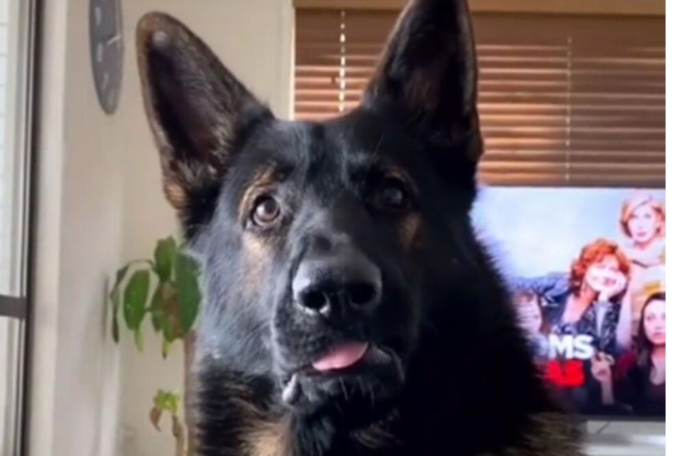 JEDNOM POLICIJSKI PAS, UVEK POLICIJSKI PAS: Pogledajte kakva je bila njegova REAKCIJA na reč KOKAIN (VIDEO)