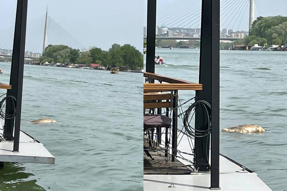 NEZAPAMĆENI PRVOMAJSKI PRIZOR SA NOVOG BEOGRADA: Svinja pluta Savom, ljudi su u neverici (FOTO)