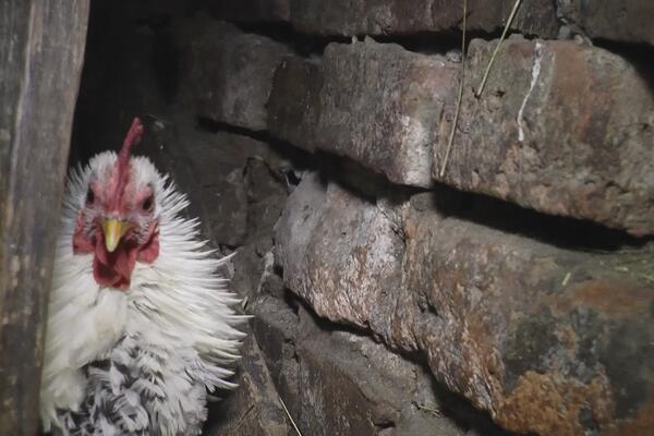 PETLOVI SA NOŽEVIMA USMRTILI DVA ČOVEKA: Iskasapili ih, lekari uzalud pokušavali da ih SPASU!