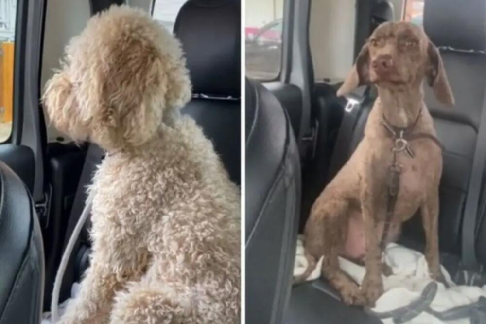 ODVELA KUČIĆE NA SREĐIVANJE PA SE ŠOKIRALA KADA JE VIDELA NA ŠTA LIČE: U poptunosti ostali bez dlake! (VIDEO)