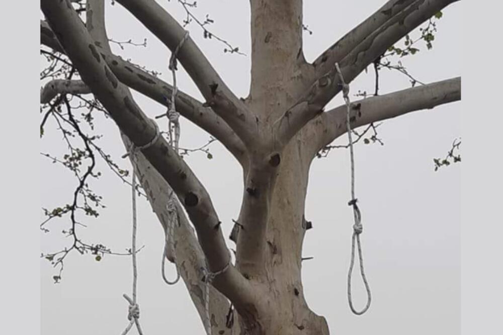 ŠOKANTAN PRIZOR OSVANUO U DUBRAVI: Sa stabla VISE ČETIRI OMČE, policija se uputila na mesto događaja! (FOTO)