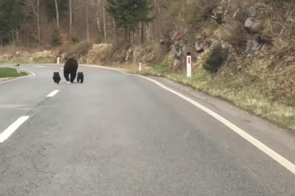 MEDVEDI POJELI DEVOJKU ŽIVU! Pobegla je sa venčanja svoje drugarice pravo u šumu, a onda usledio HOROR