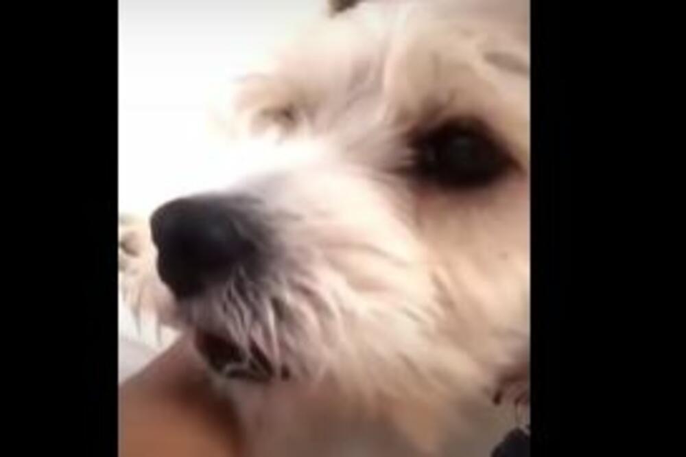 Čuo je vlasnicu kako KAŠLJE, a onda je usledila ovakva REAKCIJA (VIDEO)