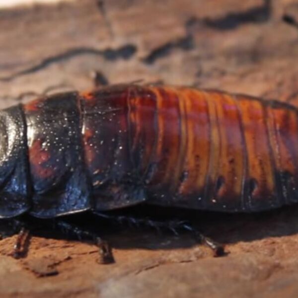 Samo jedna stvar u kući privlači miševe i bubašvabe: Odmah je izbacite ako želite da ih se rešite